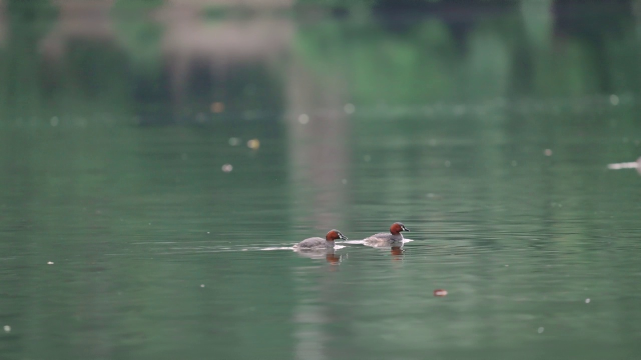 小䴙䴘(学名:Tachybaptus ruficollis)在水里游泳捉鱼视频素材