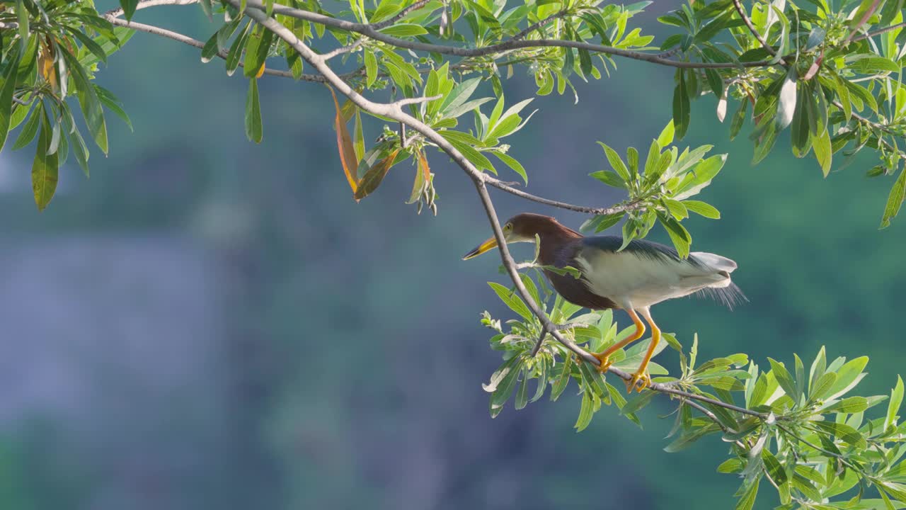 塘鹭在池塘里的荷叶上视频素材