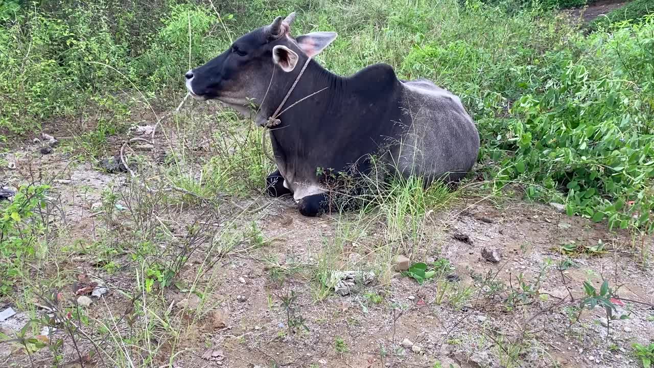 牛啃草视频素材