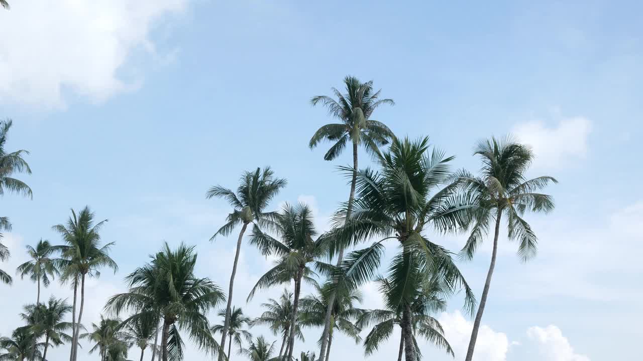 美丽的椰子树映衬着泰国普吉岛蔚蓝的天空。热带岛屿上的海滩。阳光下的棕榈树，令人惊叹的夏日旅行度假梧桐树背景视频素材