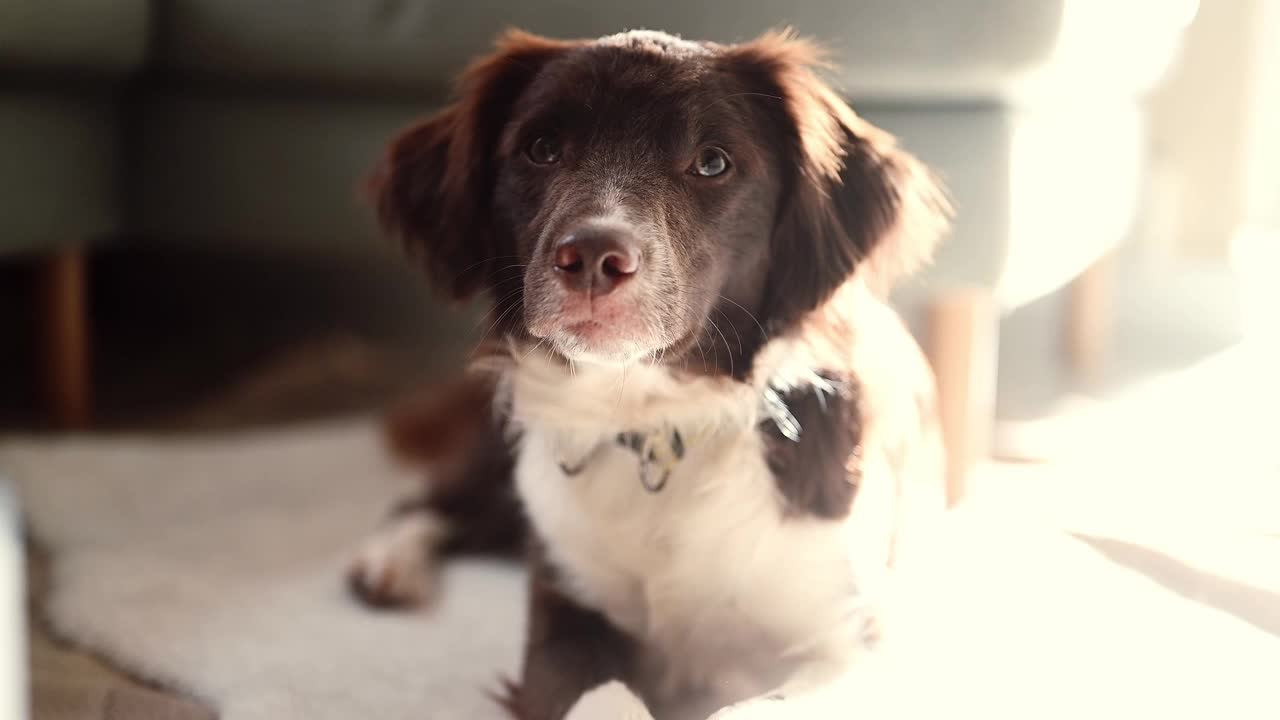 好奇的西班牙猎犬在自然光下看着相机的特写。视频下载