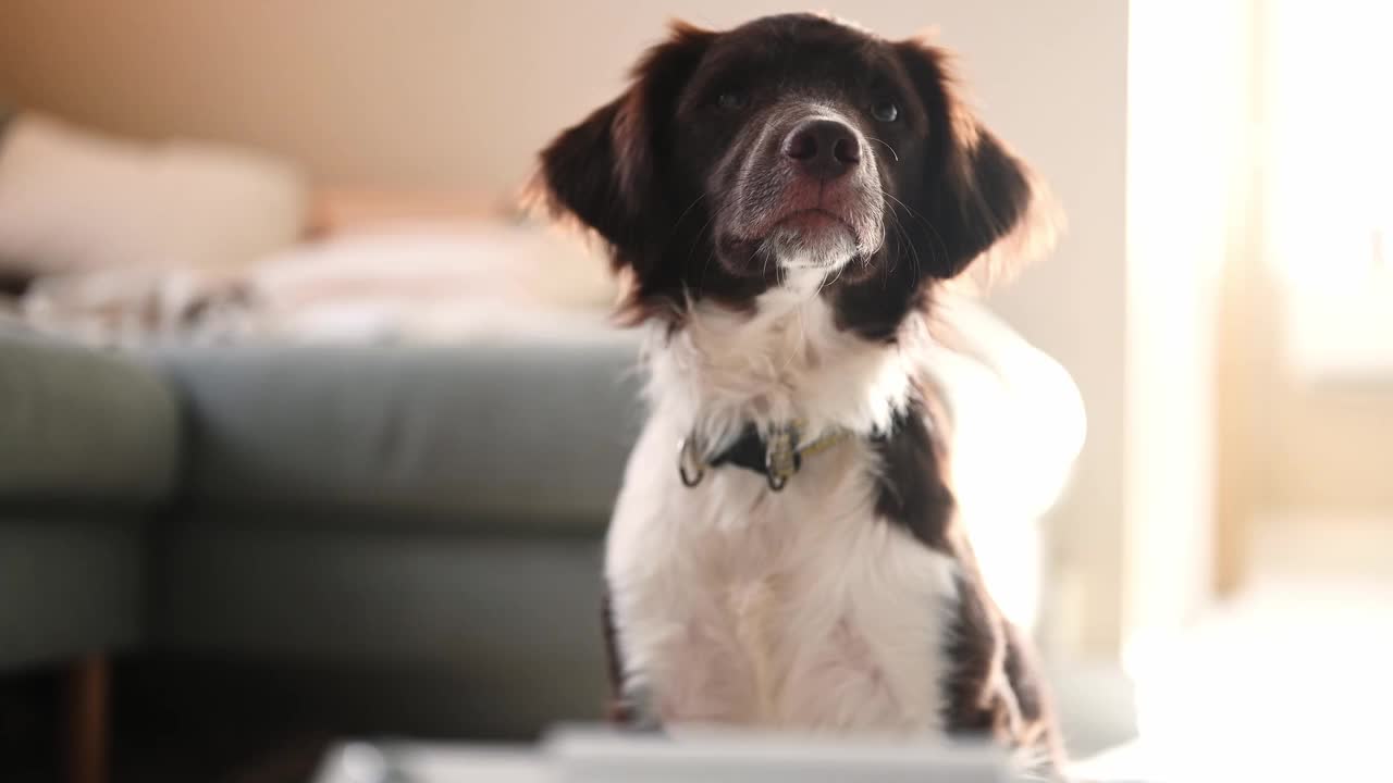 好奇的西班牙猎犬在自然光下看着相机的特写。视频下载