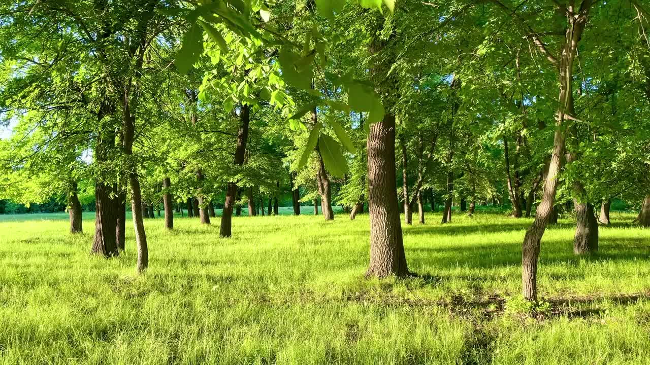 神奇的夏日森林。视频素材