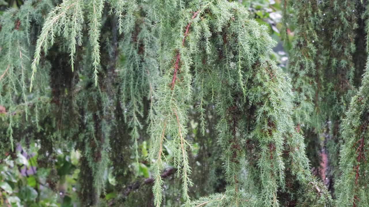 雨落在常绿针叶树的叶子上。自然背景。下雨的一天在花园里。视频素材