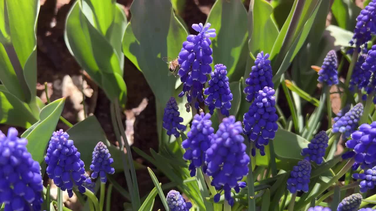 紫色葡萄风信子花作为背景在花园视频素材