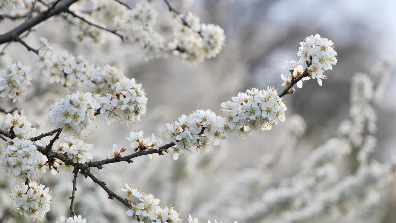 甜美的樱花(Prunus avium)。视频素材