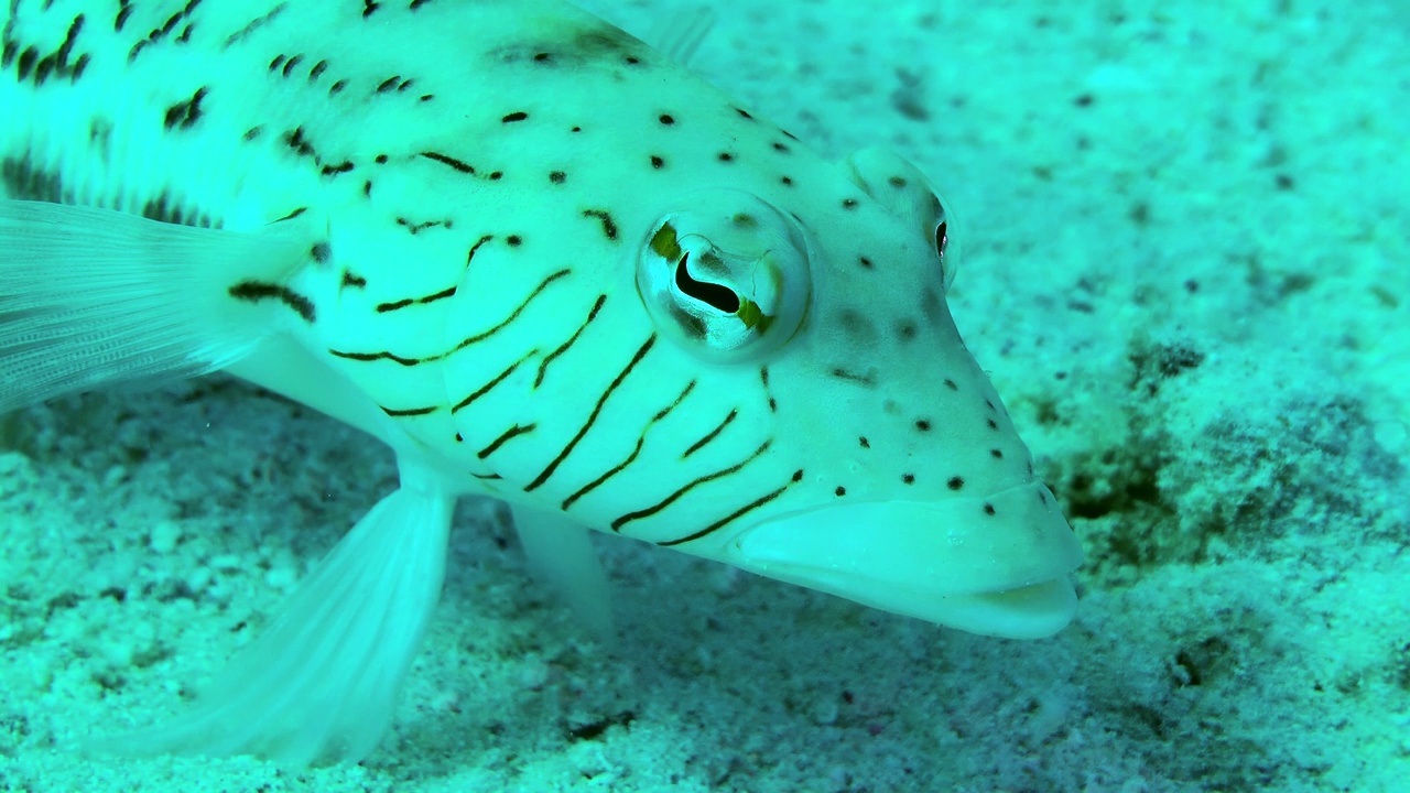 沙底的Grubfish。视频素材