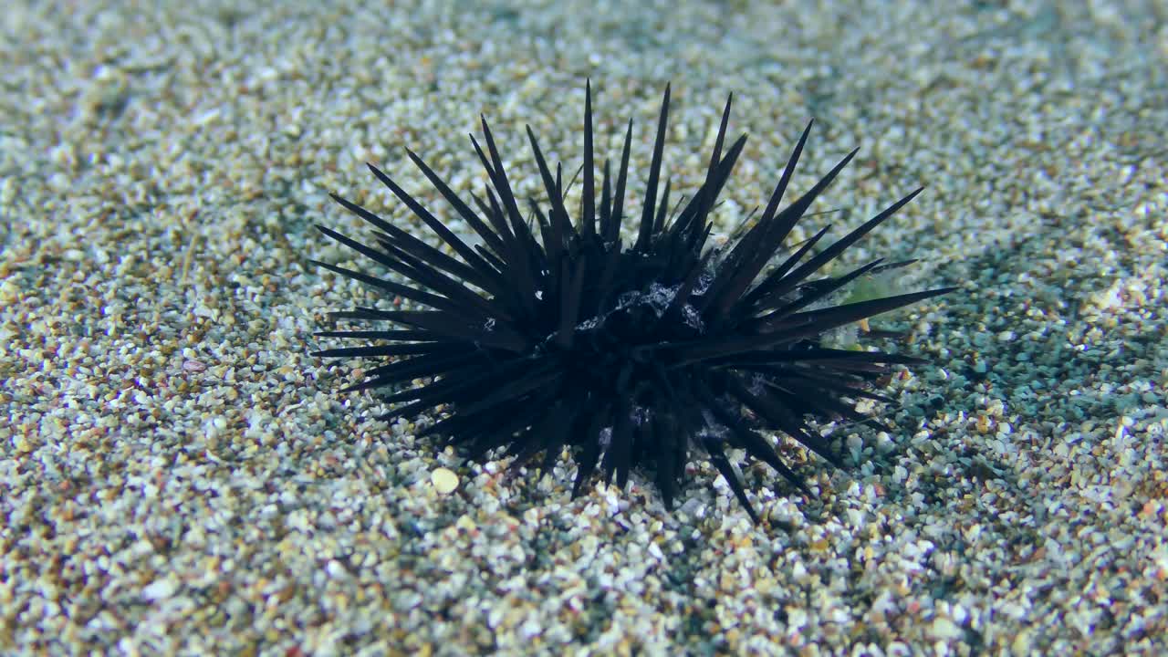 沙质海床上的海胆。视频素材