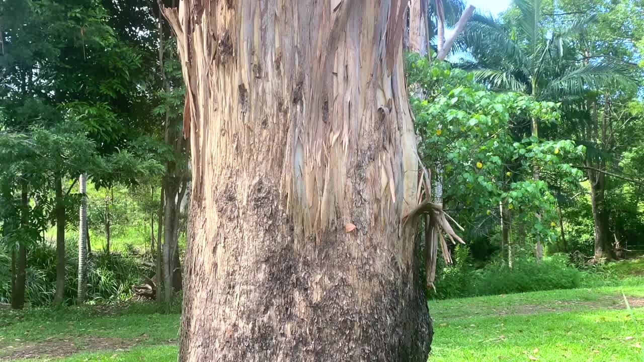 澳大利亚鬼桉树视频素材