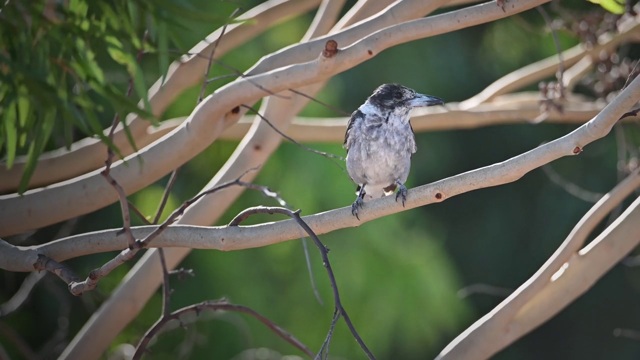 灰伯劳鸟(Cracticus torquatus)视频素材