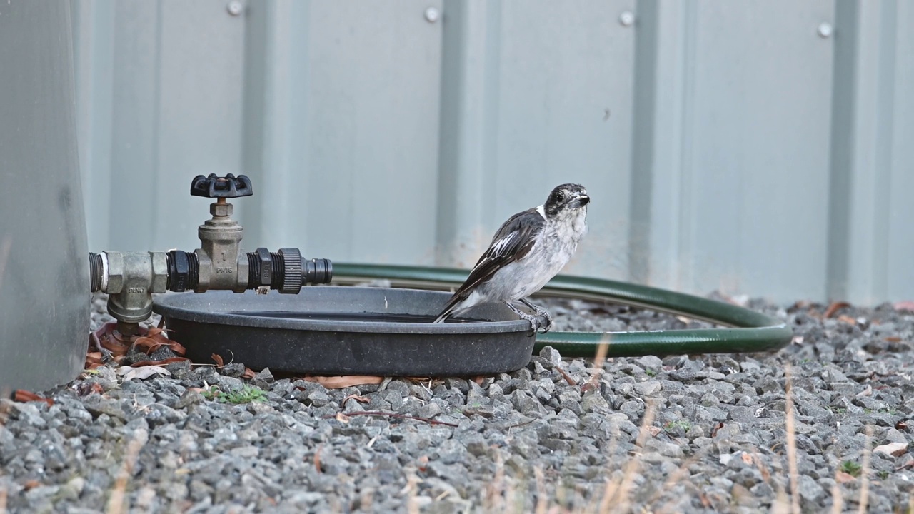 灰伯劳鸟(Cracticus torquatus)视频素材