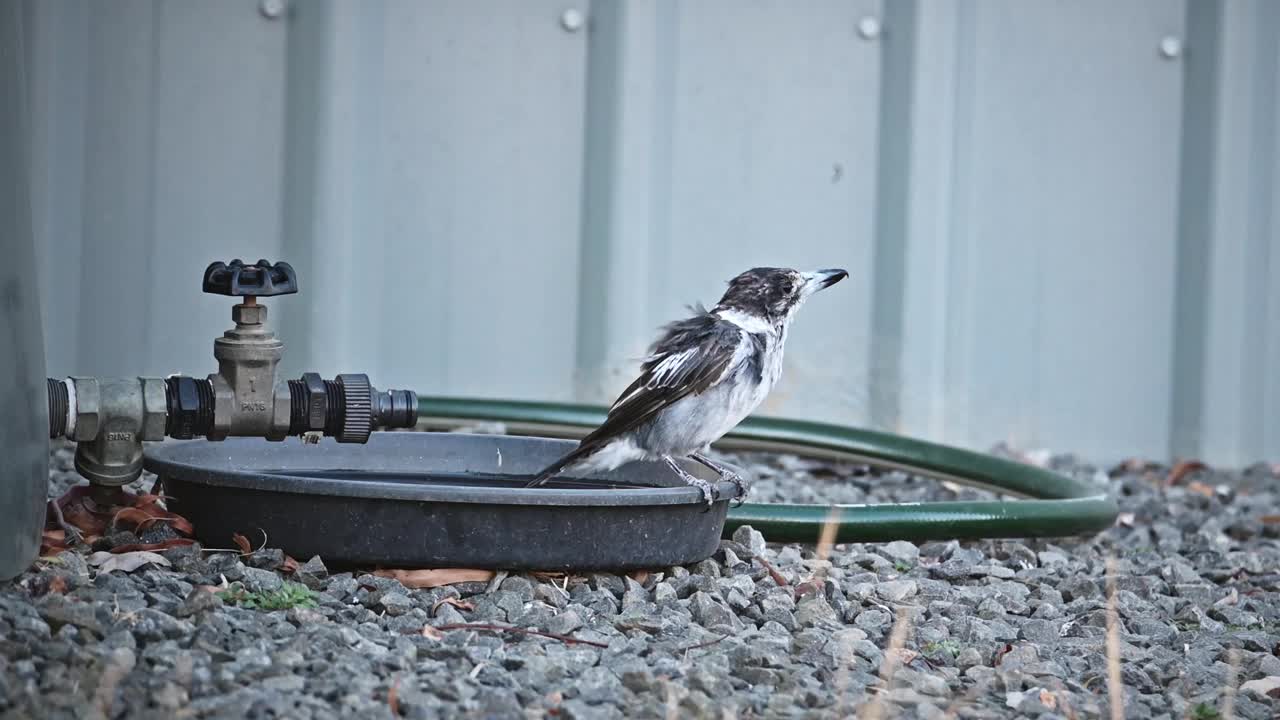 灰伯劳鸟(Cracticus torquatus)视频素材