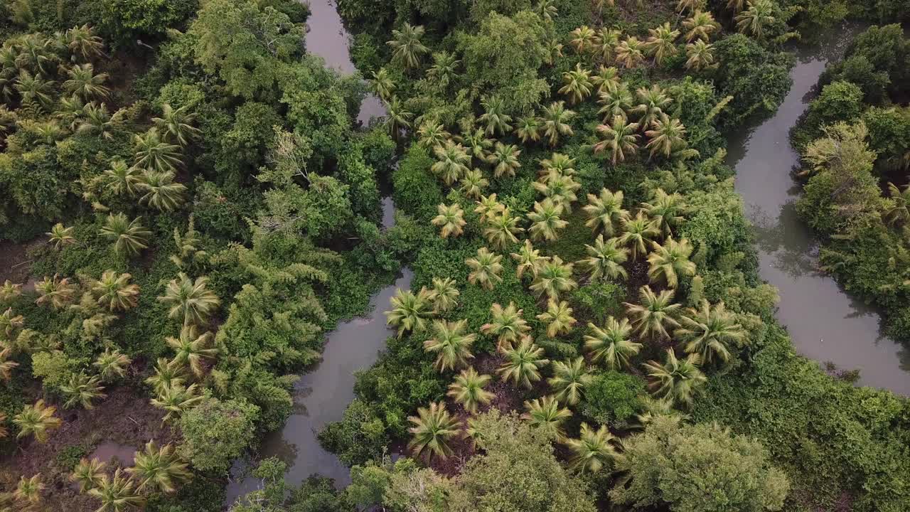 巴西亚马逊雨林中的小河视频下载