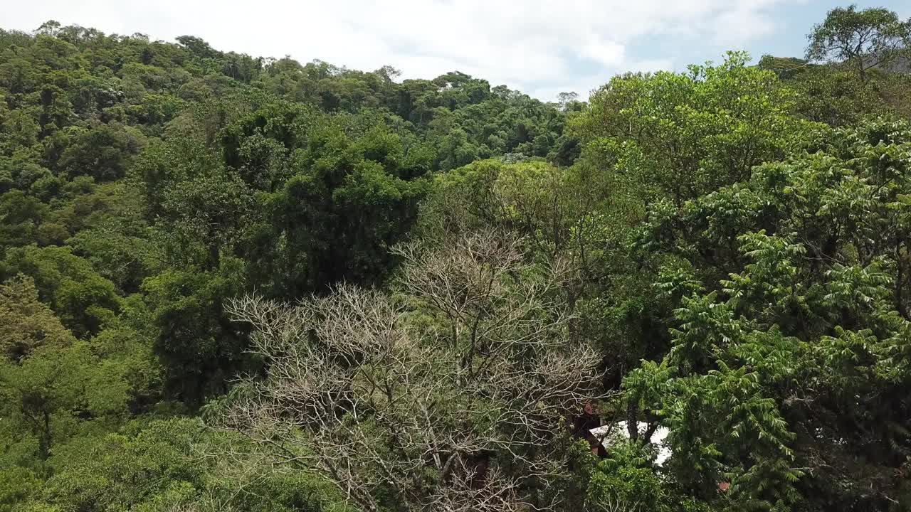 Mountain and trees at Pico do Jaraguá in Sao Paulo视频下载