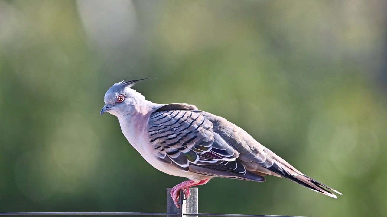 冠鸽(Ocyphaps lophotes)视频素材