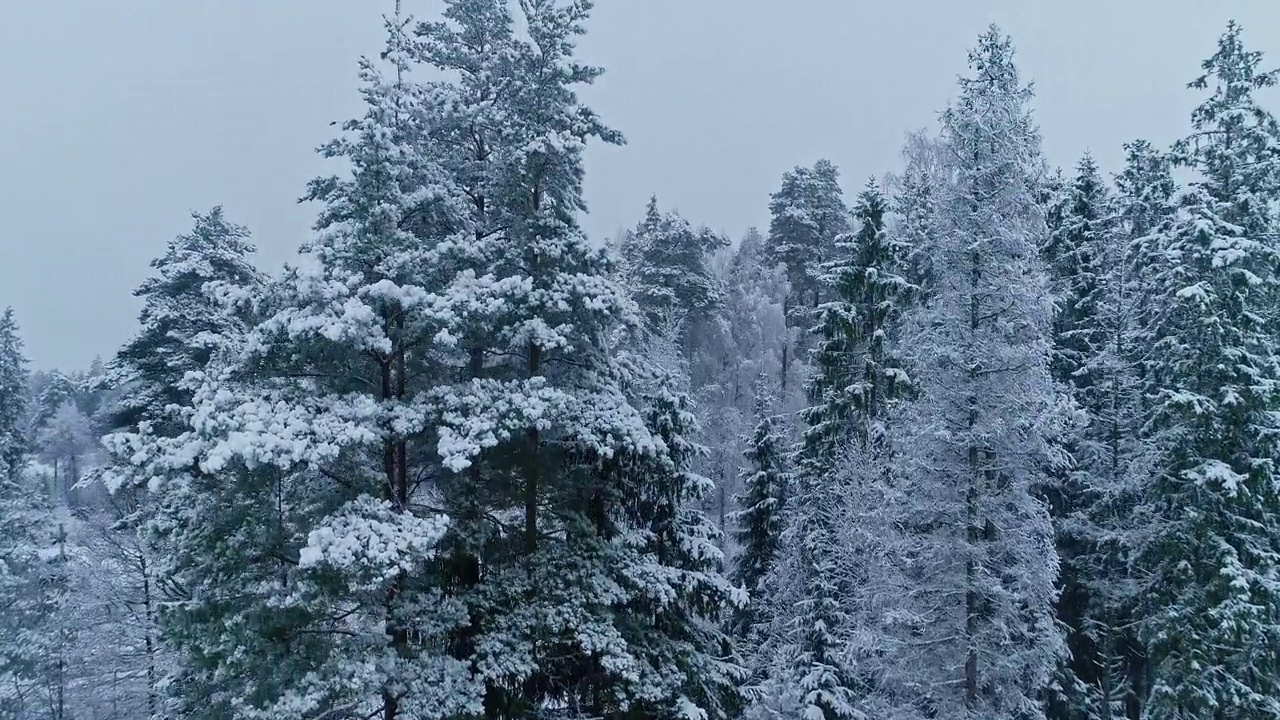 在阴天里，倾斜向上拍摄的雪覆盖的针叶树森林。视频素材