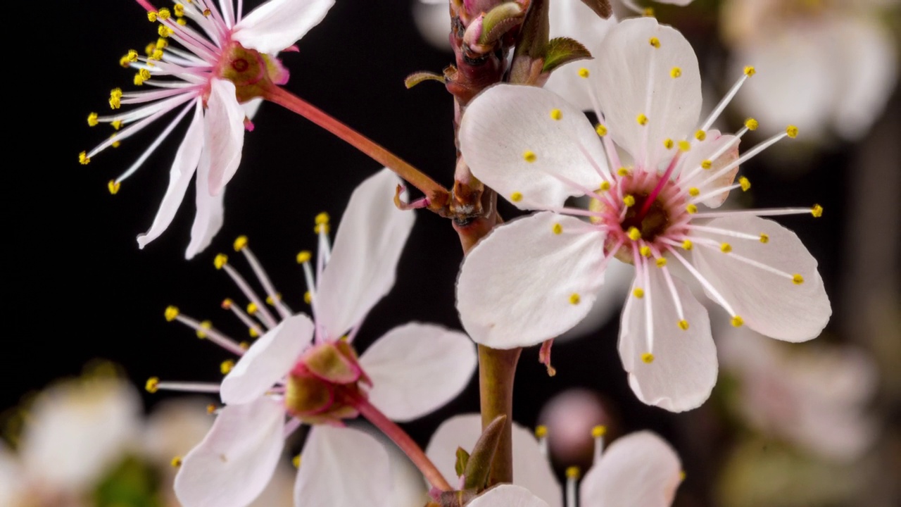 野梅花盛开在一个水平格式的时间间隔对黑色背景。野梅花在春天盛开。视频素材