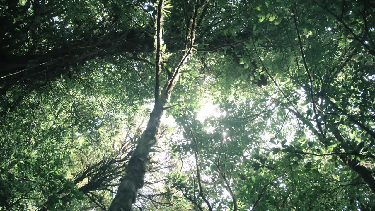 透过雨林的树梢仰望视频素材