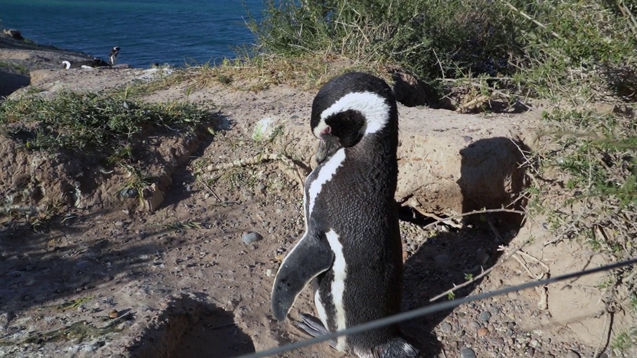 麦哲伦企鹅，Spheniscus magellanicus，在阿根廷巴塔哥尼亚瓦尔德斯半岛大西洋陡峭的悬崖上繁殖视频素材