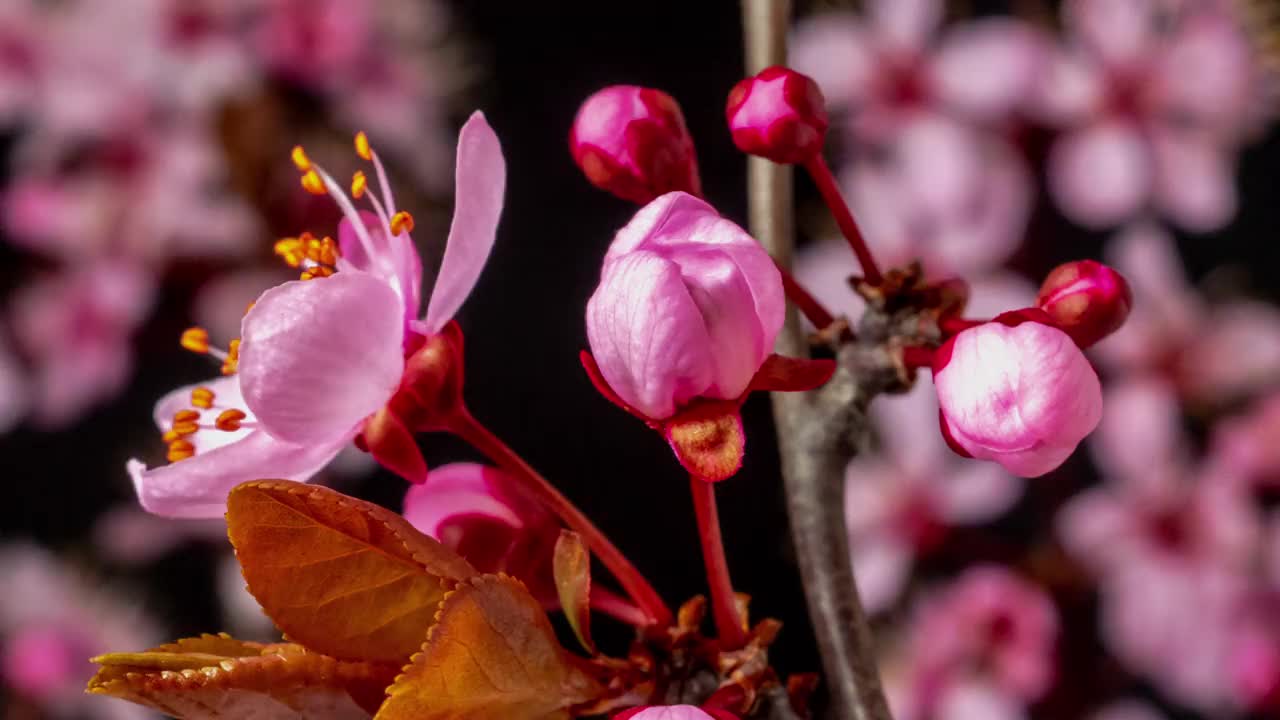 野梅花盛开在一个水平格式的时间间隔对黑色背景。野梅花在春天盛开。视频素材