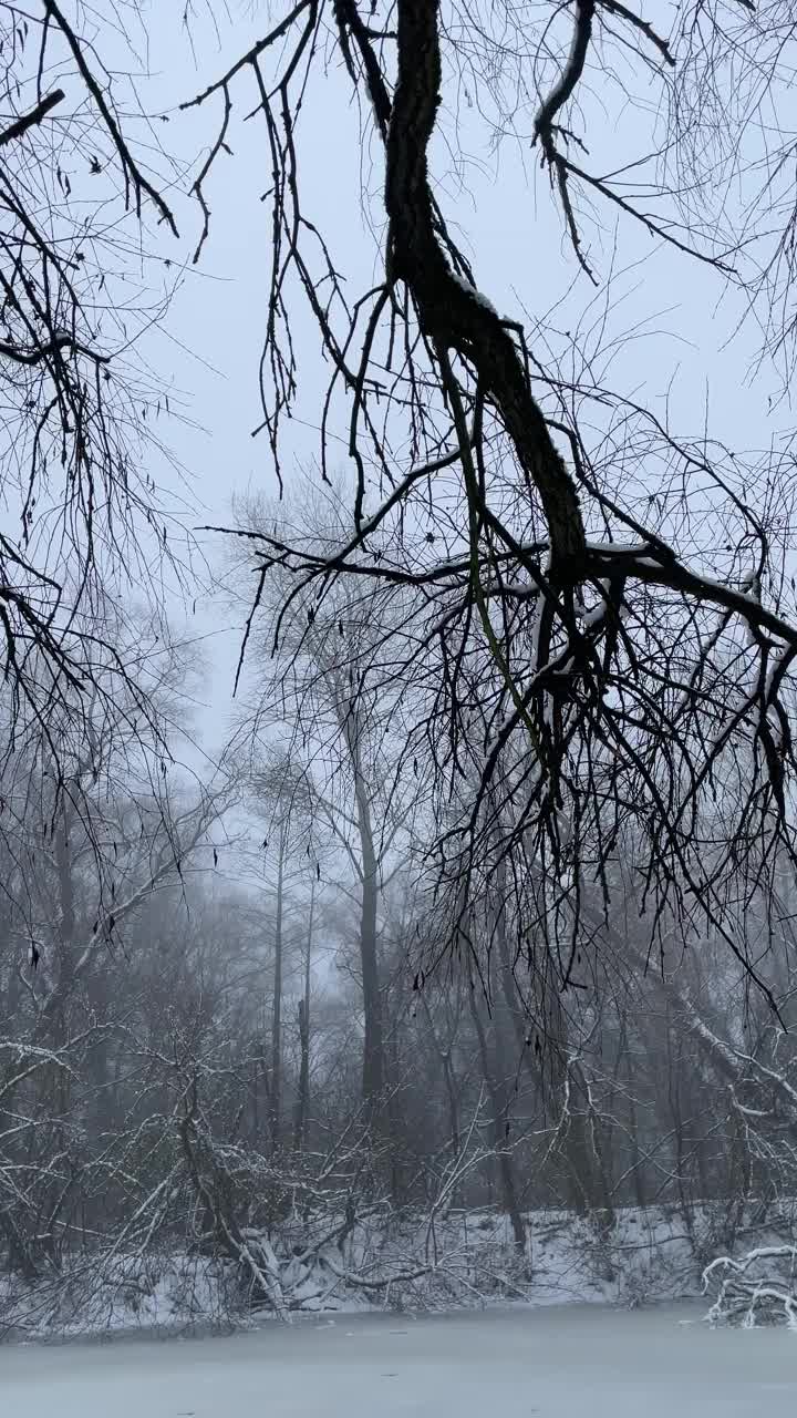 河流在冬天阴暗的森林里视频素材