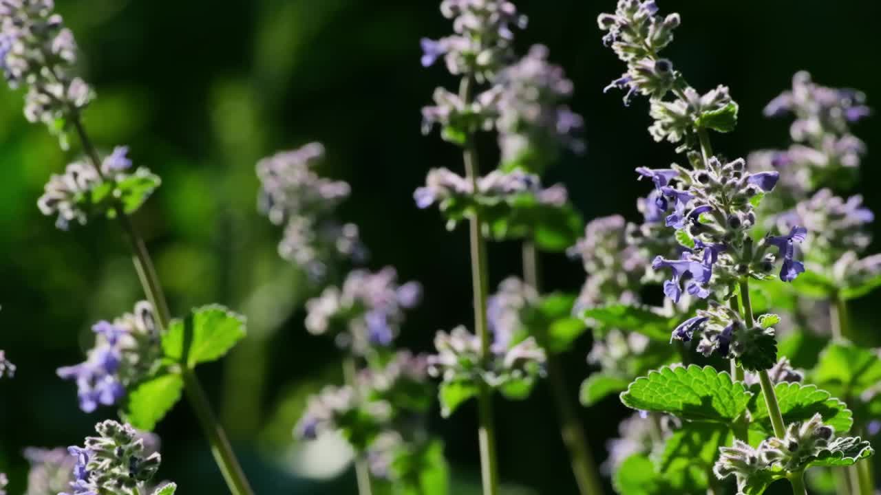 荆芥花。野生动物中美丽的猫草花。紫罗兰野花在草地上薄荷。特写夏日阳光下的猫薄荷花田，柔和选择性聚焦慢动作视频素材