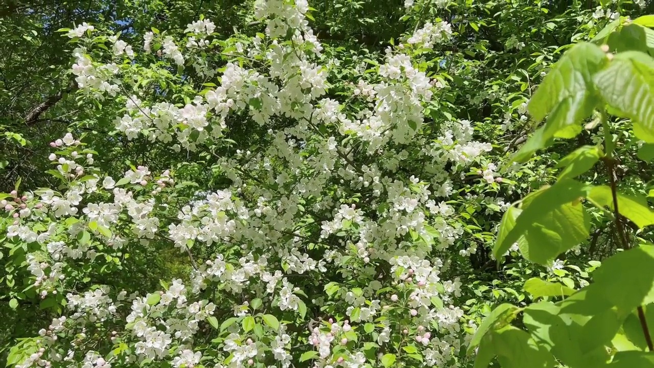 苹果花特写，选择性聚焦视频下载