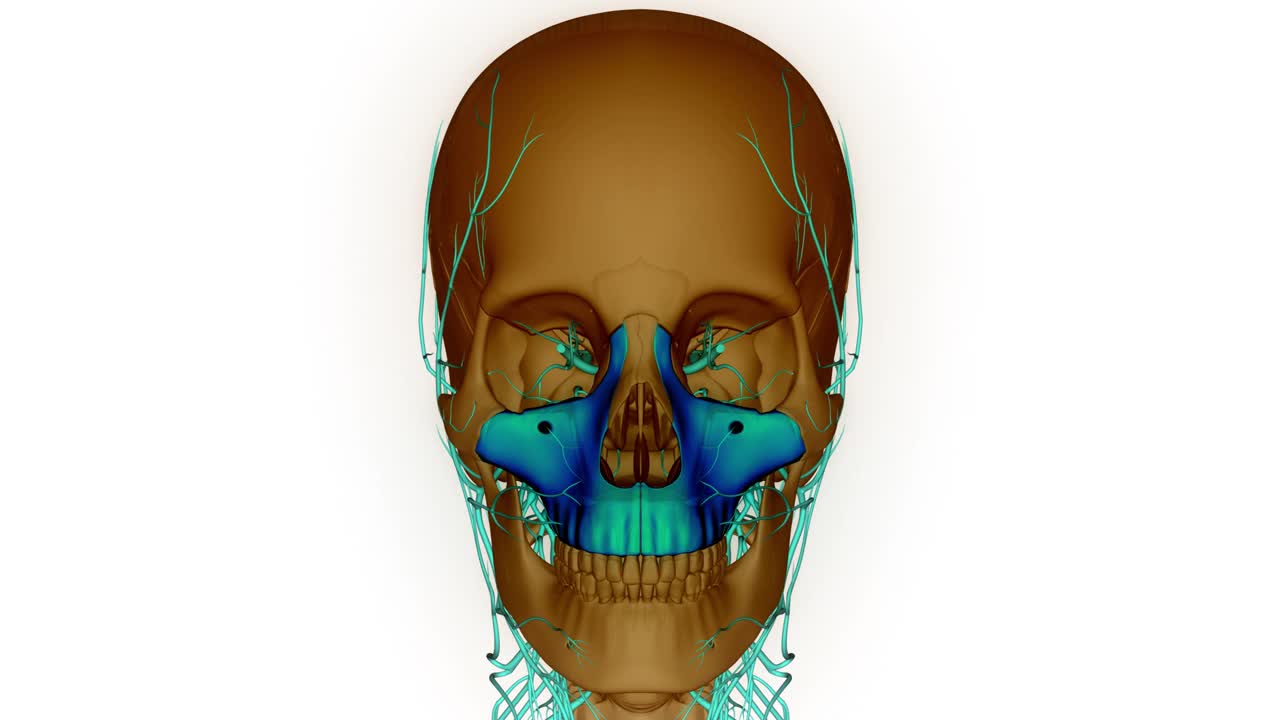 人类骨骼系统头骨骨骼部分上颌骨解剖动画概念视频素材