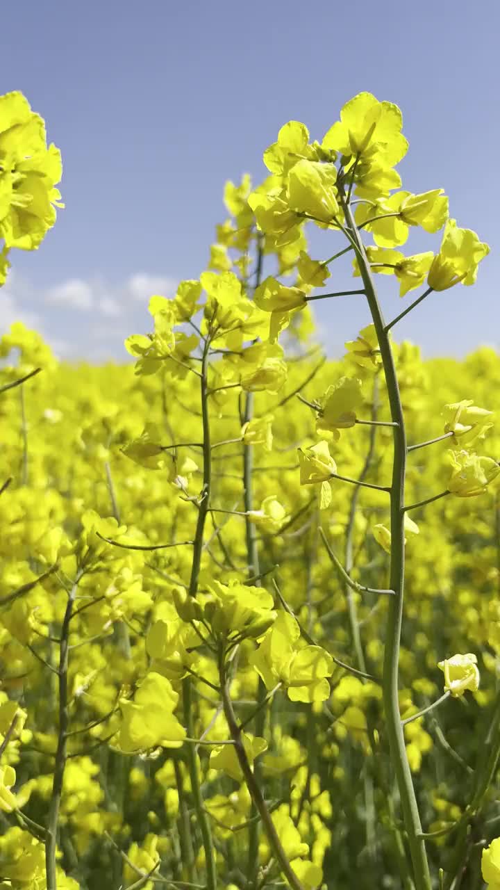 近距离观察瑞典斯堪尼亚的油菜花(甘蓝型油菜)。视频下载