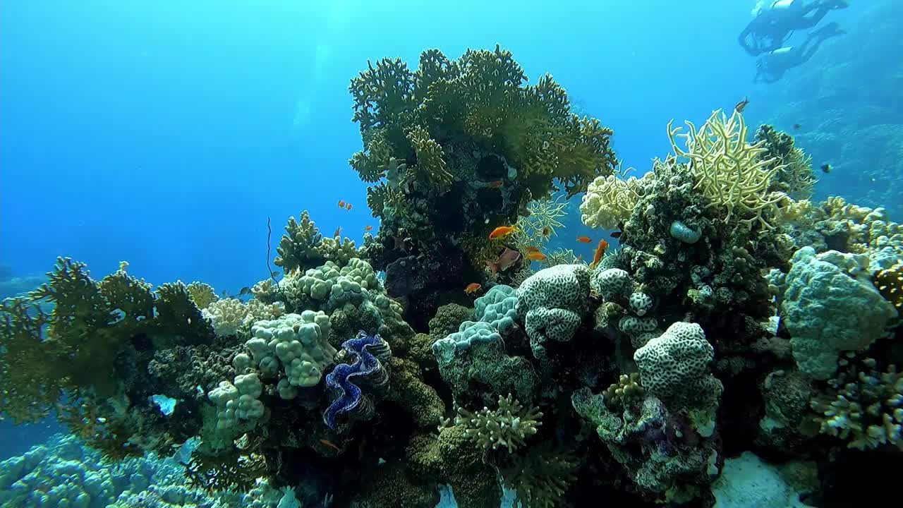 埃及红海海底的巨型蛤蜊视频素材