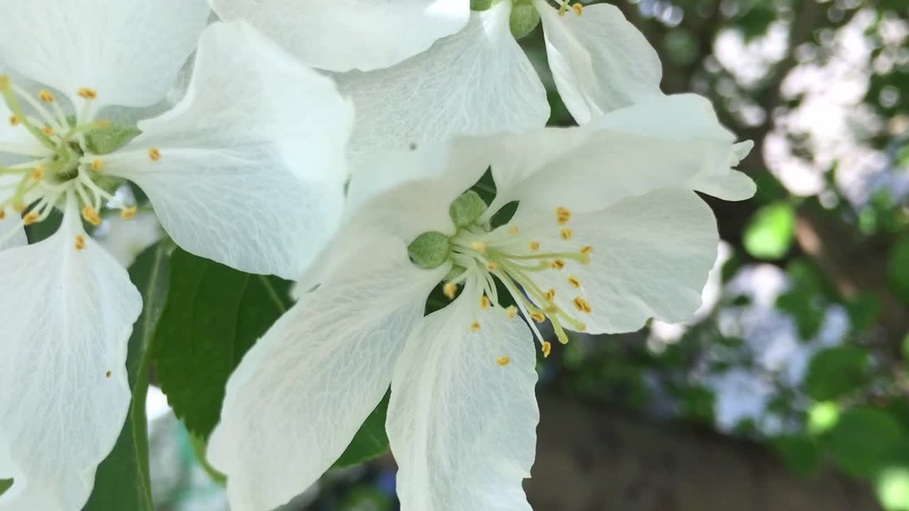 开花的樱花树，苹果树，在春天。视频素材