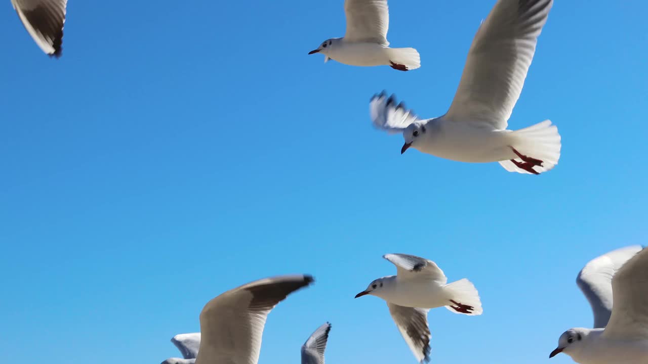 海鸥在空中飞翔，靠近摄像机视频下载