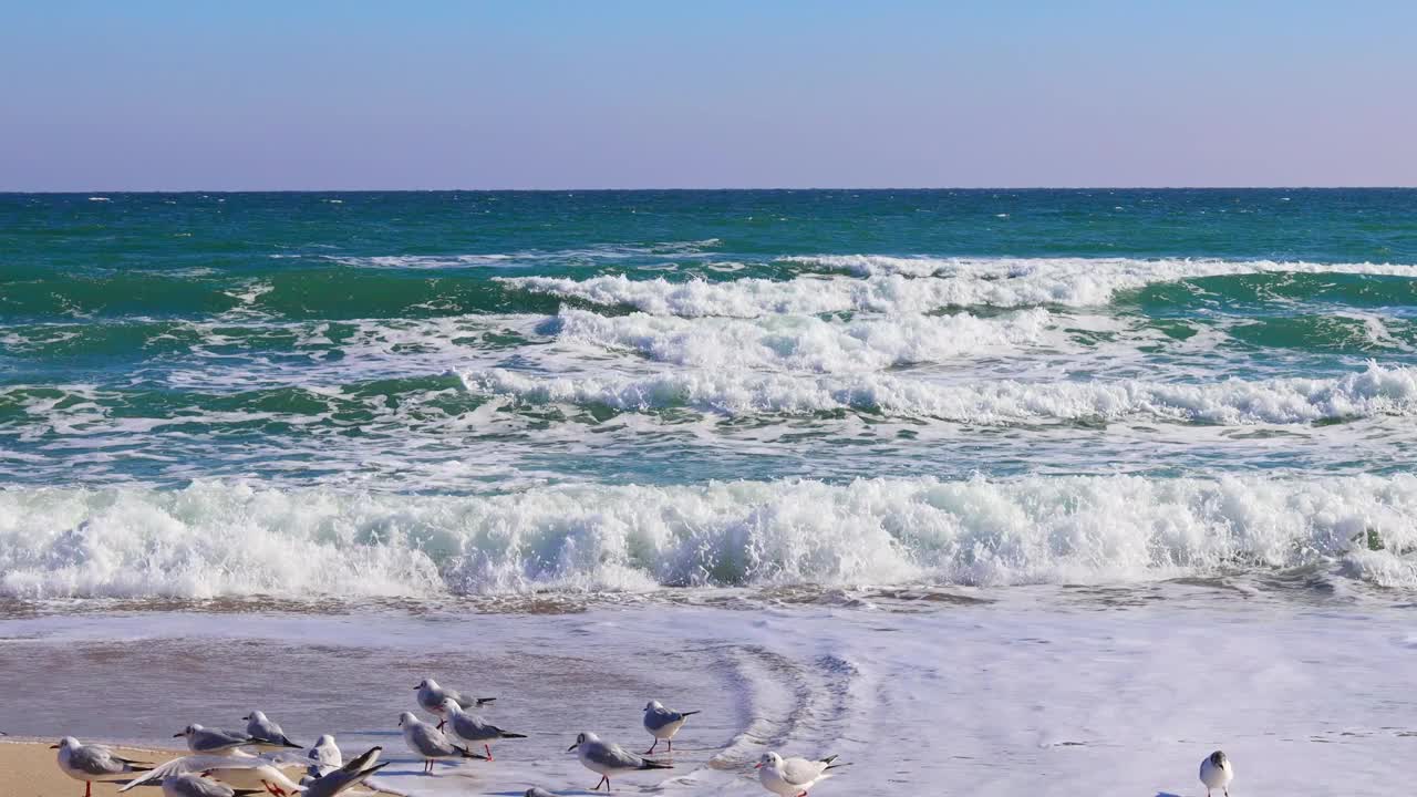 海浪在沙滩上翻滚，海鸥在岸边，阳光灿烂的日子视频下载