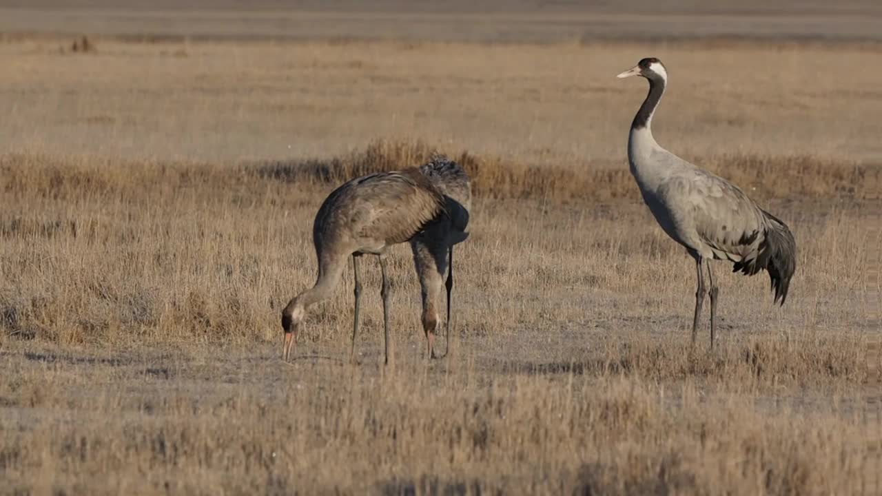 加洛坎塔湖(西班牙特鲁埃尔)的普通鹤(Grus Grus)视频素材