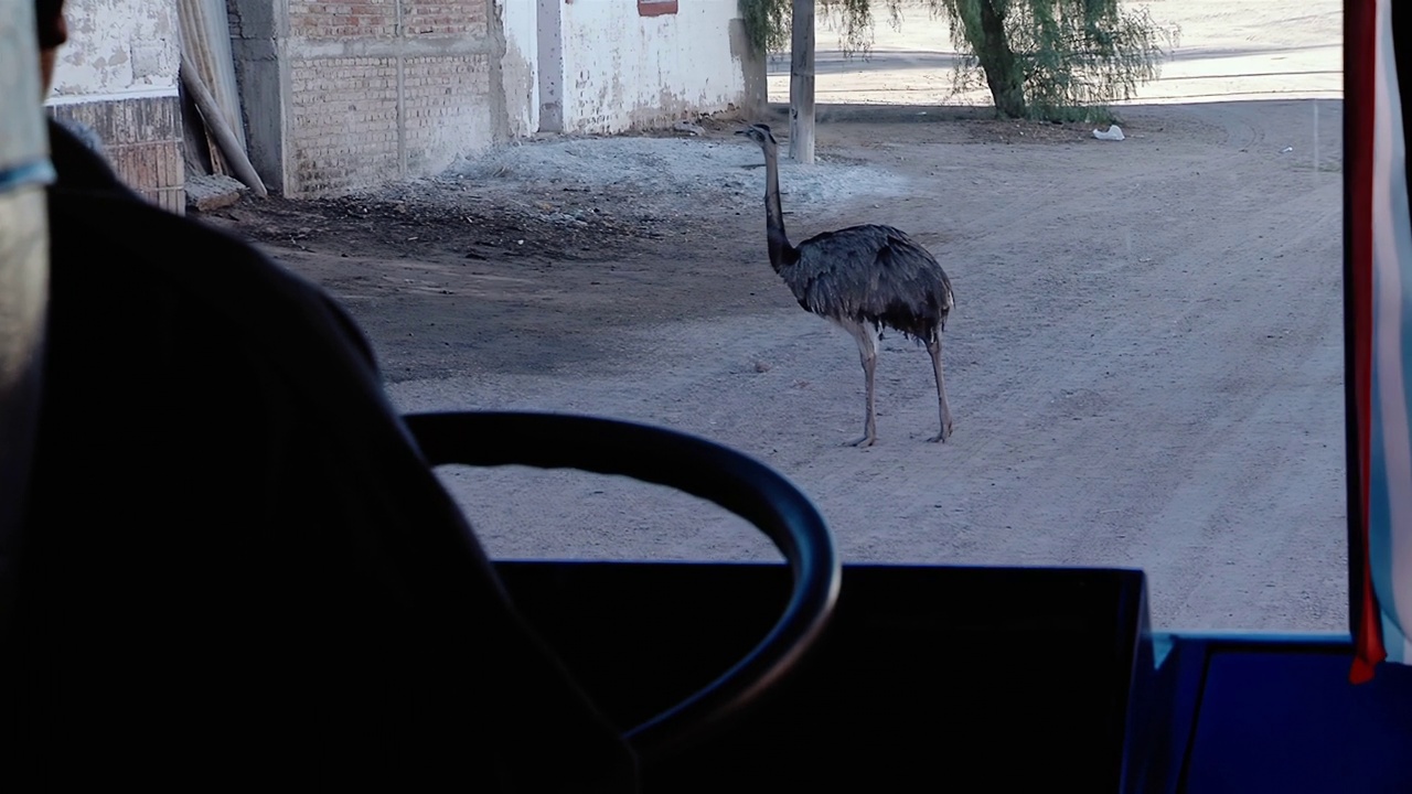 A Darwin's Rhea (Rhea Pennata), also known as the Lesser Rhea, or simply Nandu (ñandú), seen from a Bus on Road. 4K Resolution.视频素材