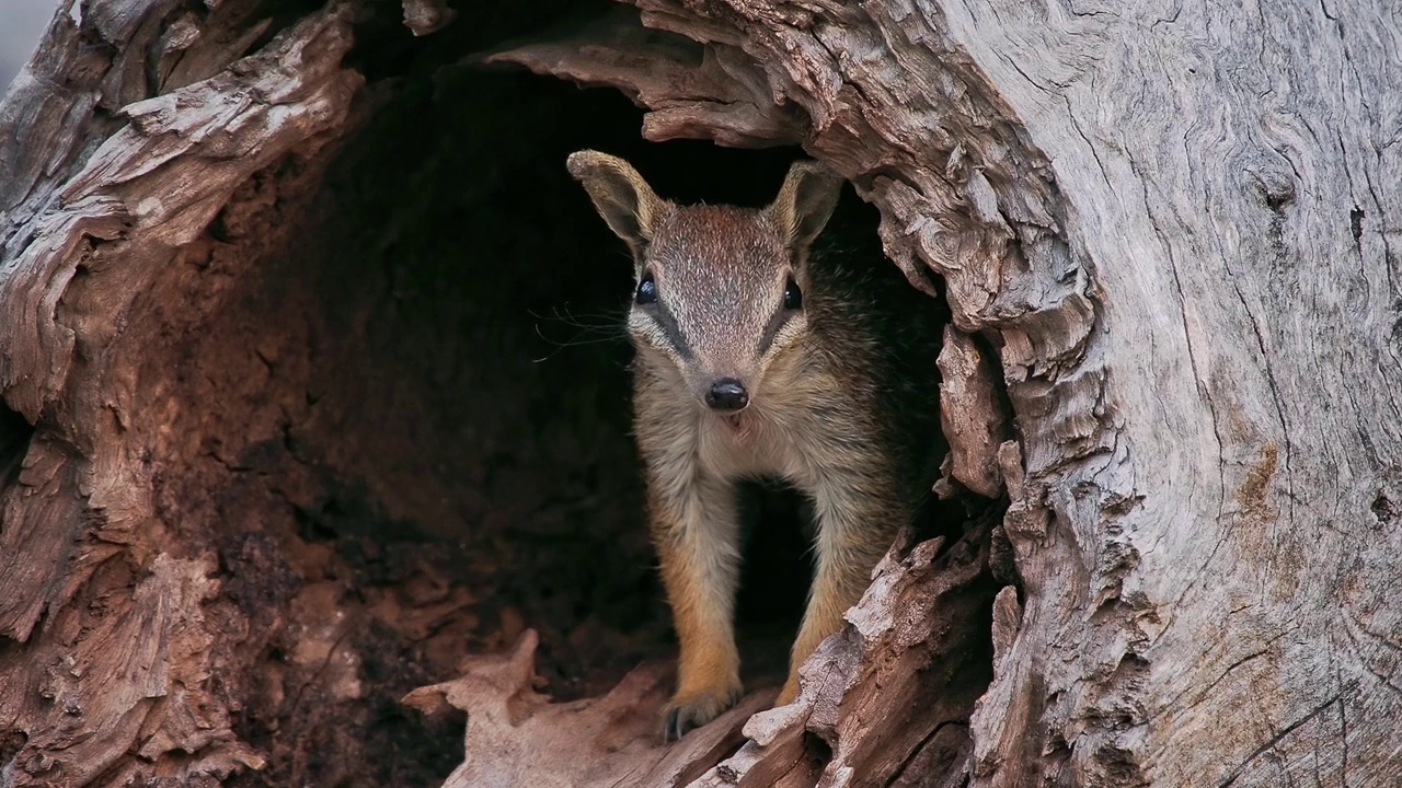 Numbat - Myrmecobius fasciatus也noombat或walpurti，食虫日栖有袋动物，其饮食几乎完全由白蚁组成。可爱的小动物在森林里的树干上看着外面视频素材