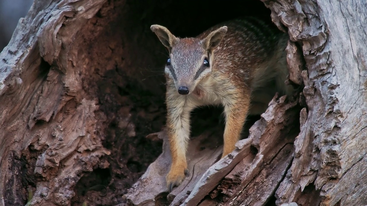 Numbat - Myrmecobius fasciatus也noombat或walpurti，食虫日栖有袋动物，其饮食几乎完全由白蚁组成。可爱的小动物在森林里的树干上看着外面视频素材