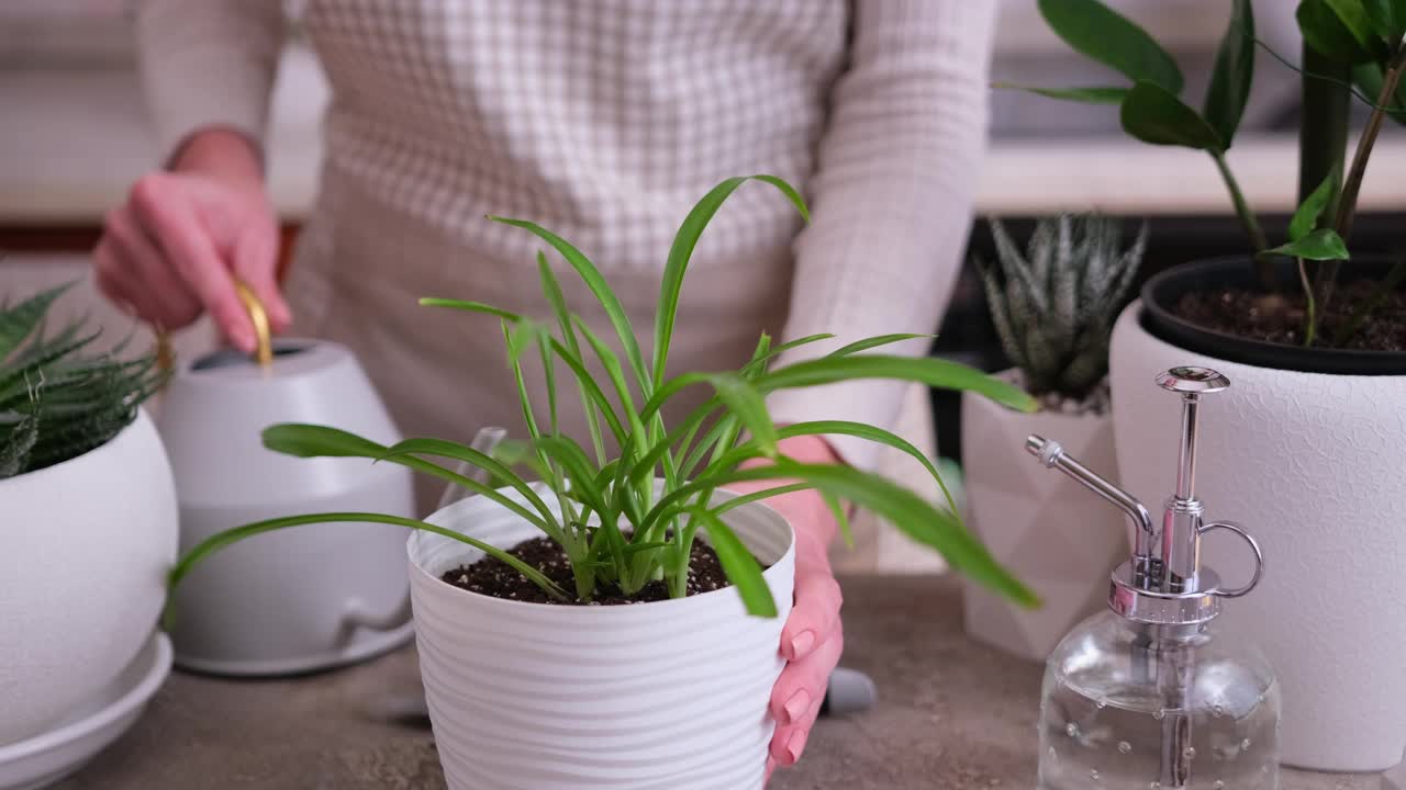 女人用喷壶浇盆栽植物视频素材