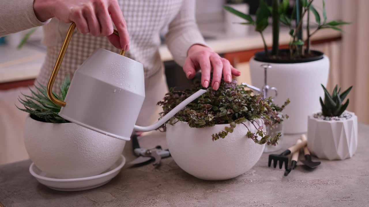 女人用喷壶浇盆栽植物视频素材