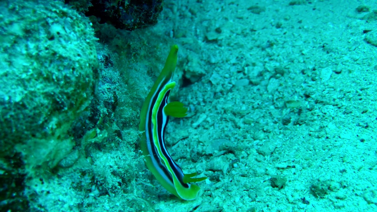 海洋中珊瑚的特写镜头视频下载