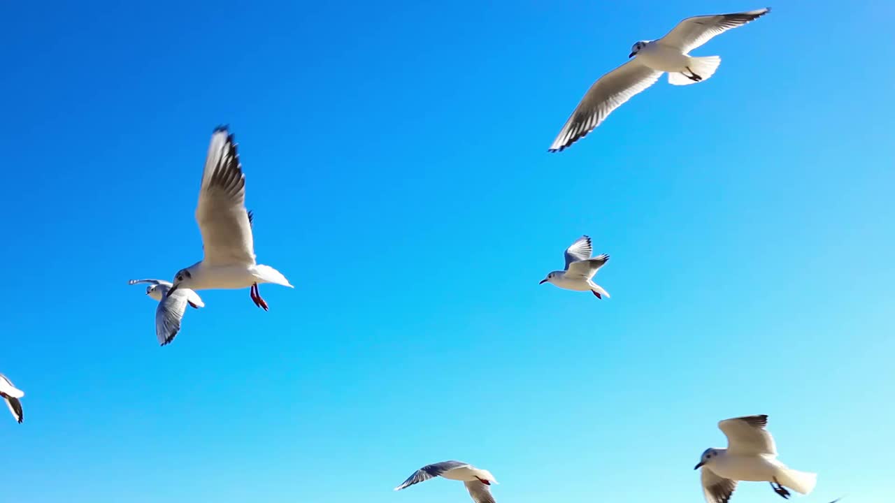 海鸥在飞行中接住扔给它们的食物视频素材