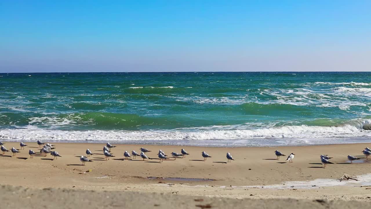 海浪在沙滩上翻滚，海鸥在岸边，阳光灿烂的日子视频素材