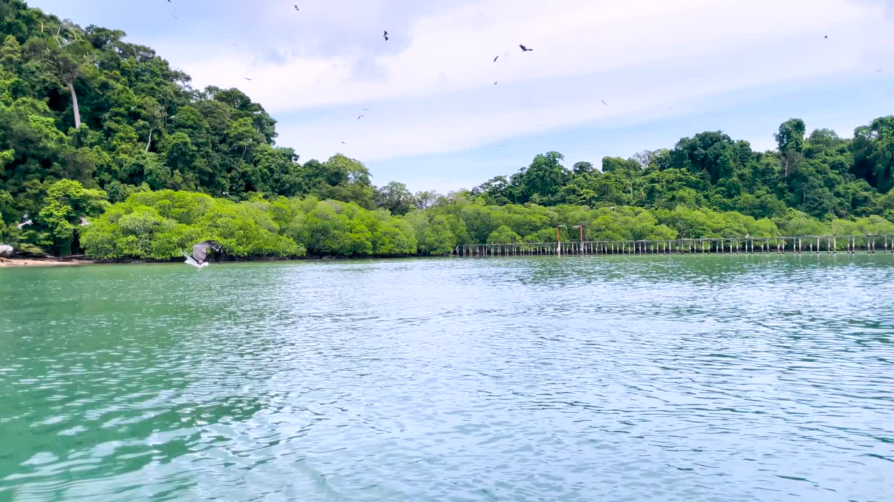 婆罗门风筝和白腹海鹰飞过马来西亚红树林的水面。宽视频素材