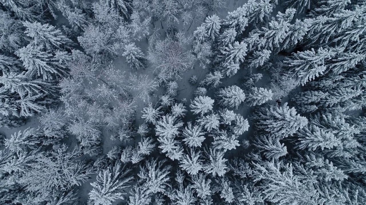 冬季森林雪松树景观无人机4K自顶向下俯拍视频。视频素材