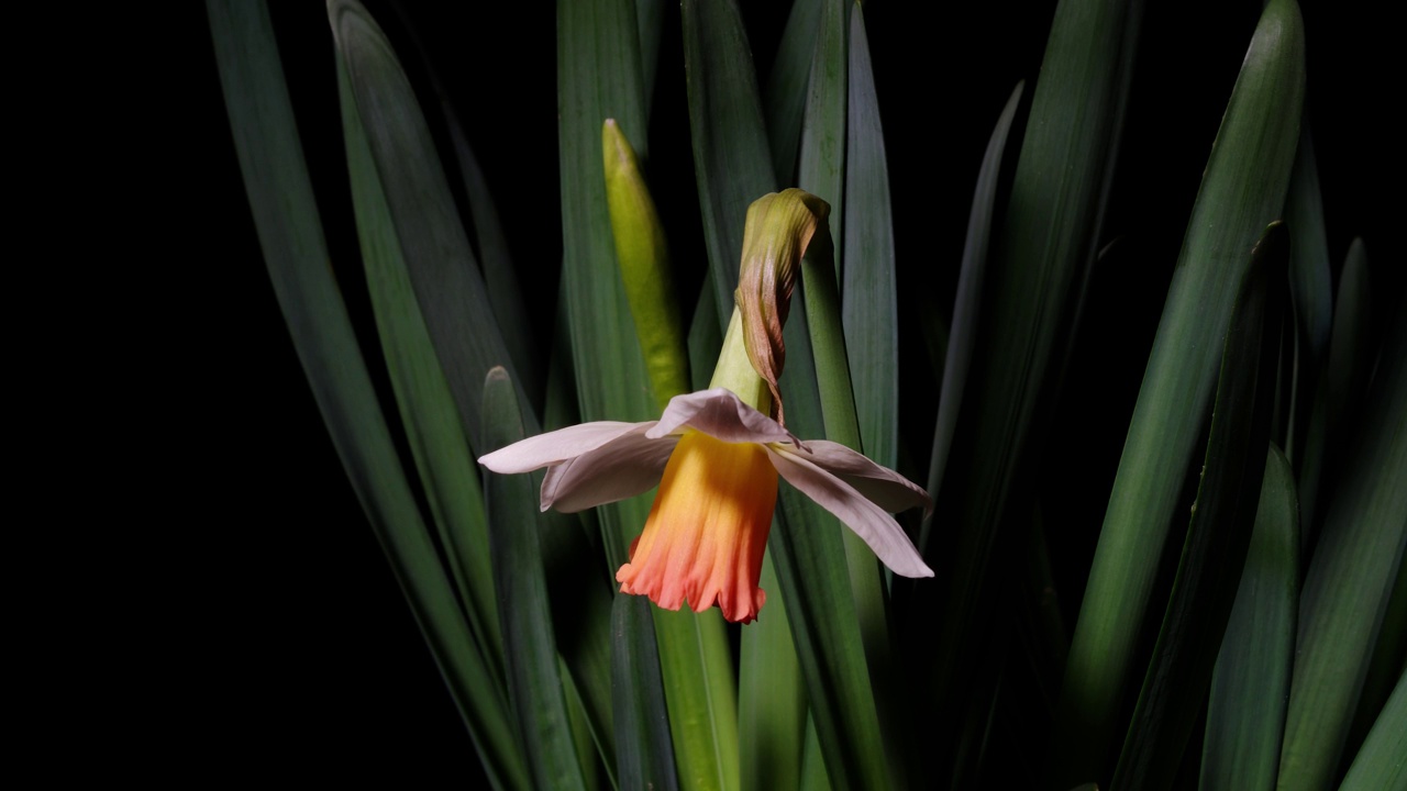 白色水仙(narcissus pseudonarciss)绽放的喇叭水仙花孤立在黑色背景上，从花苞到盛开，4k视频。视频素材