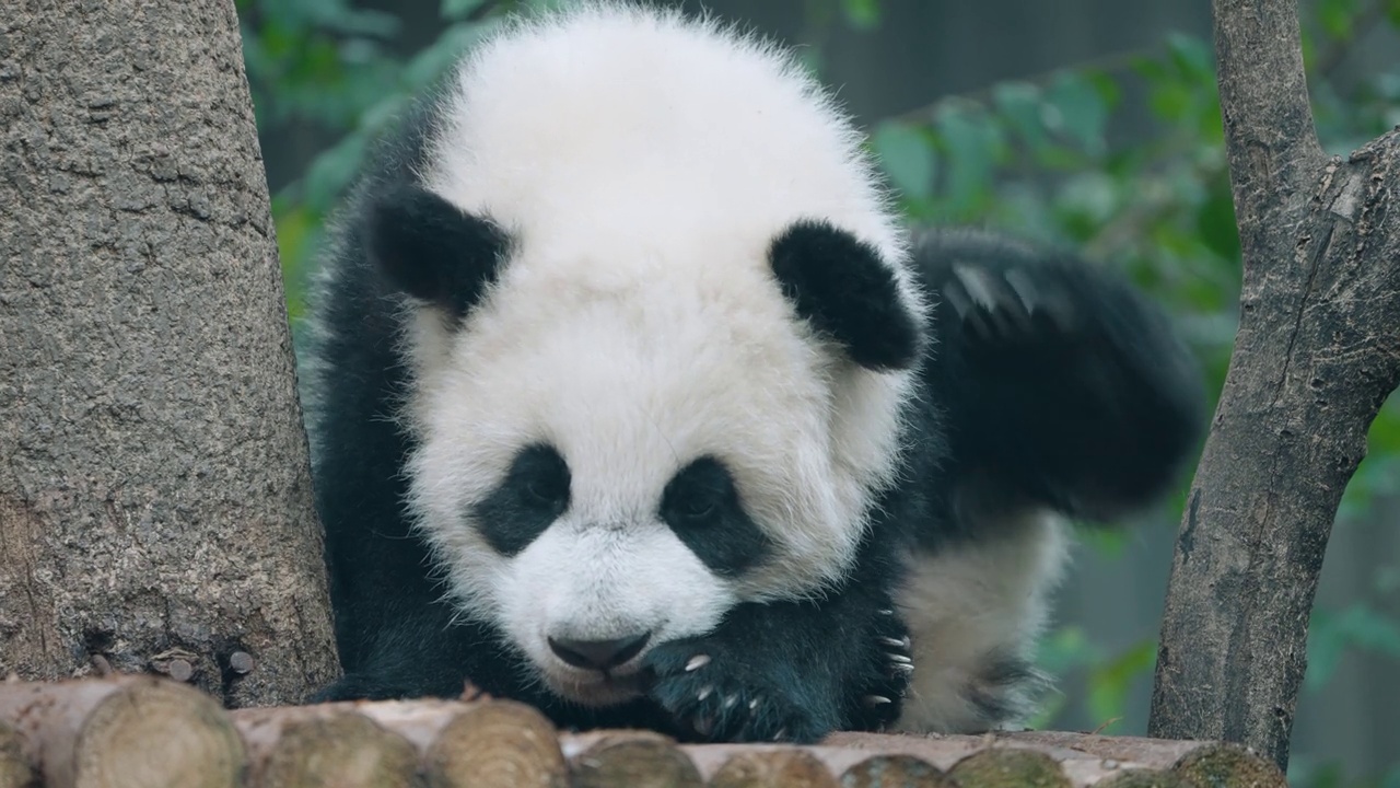 可爱的熊猫宝宝视频素材