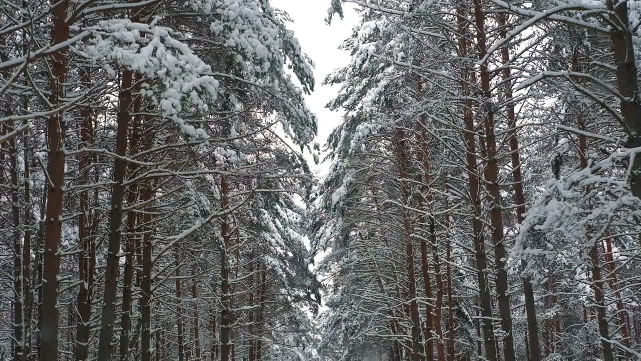 驾车穿过白雪覆盖的森林。《神奇汽车之旅》由白雪覆盖的松林创作。从汽车乘客窗口的前视图。冬季北欧乡村景观。旅行。寒冷的季节。白雪皑皑的木头。视频素材