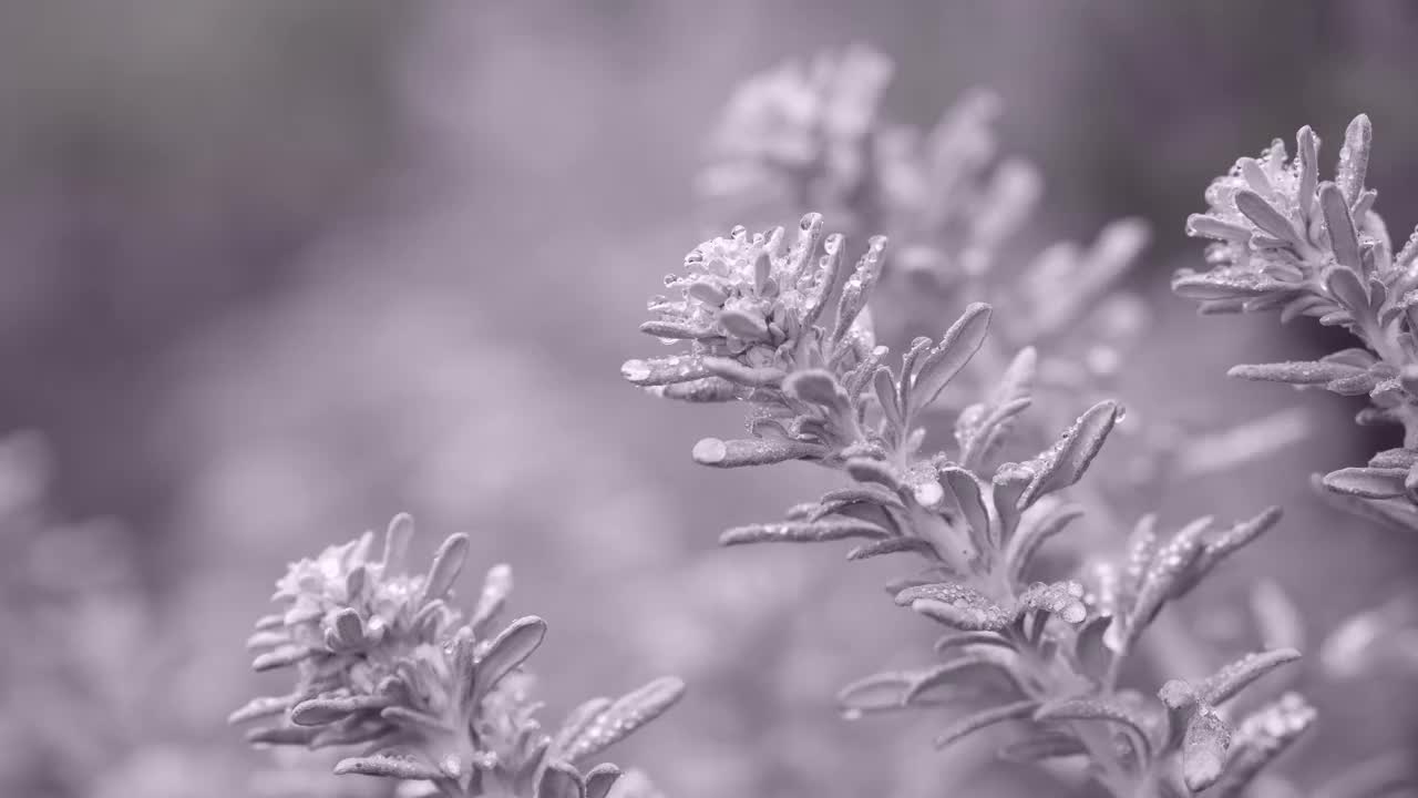 花的背景。视频素材