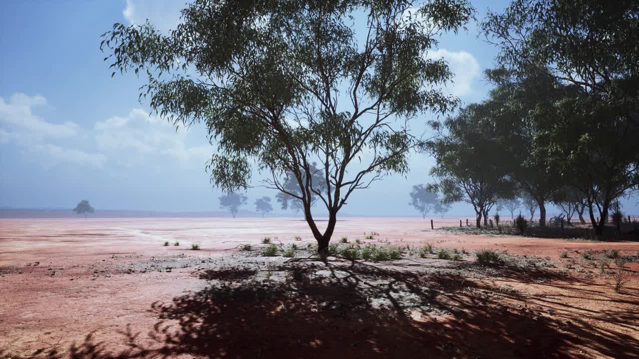 非洲平原上的沙漠树木，天空晴朗，地面干燥视频素材