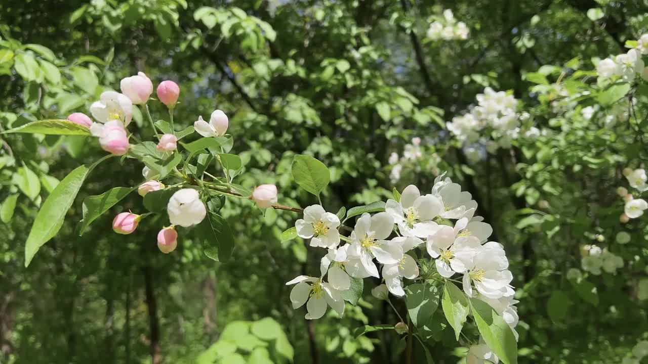 一棵苹果树的枝头开花，白色的花蕾作为春天的象征视频素材